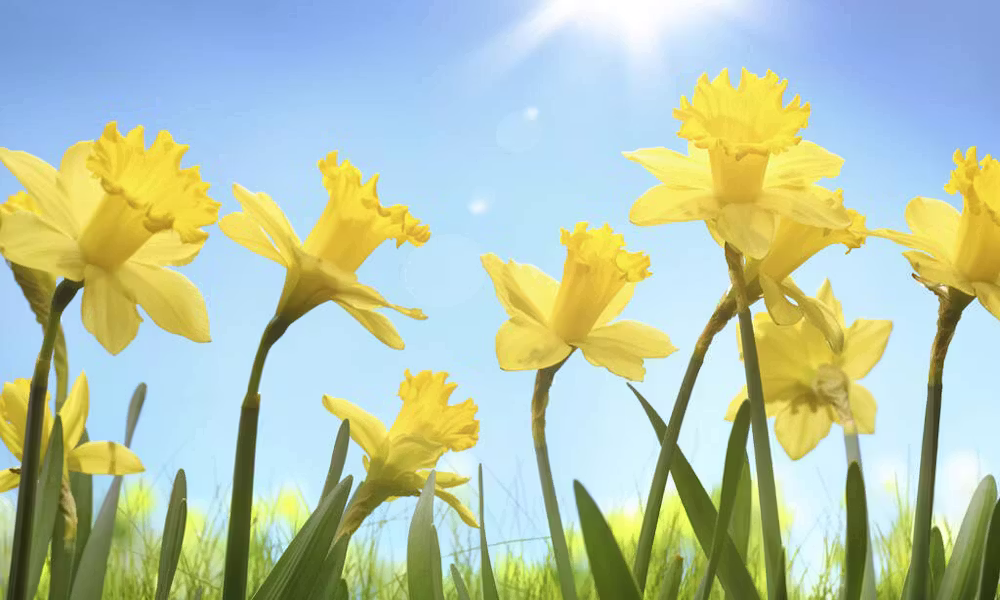 Gelbe Narzissen blühen auf einem grasbewachsenen Feld unter einem strahlend blauen Himmel mit Sonnenschein.