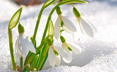 Mehrere weiße Schneeglöckchenblüten mit grünen Stielen tauchen durch den schmelzenden Schnee im hellen Sonnenlicht auf.